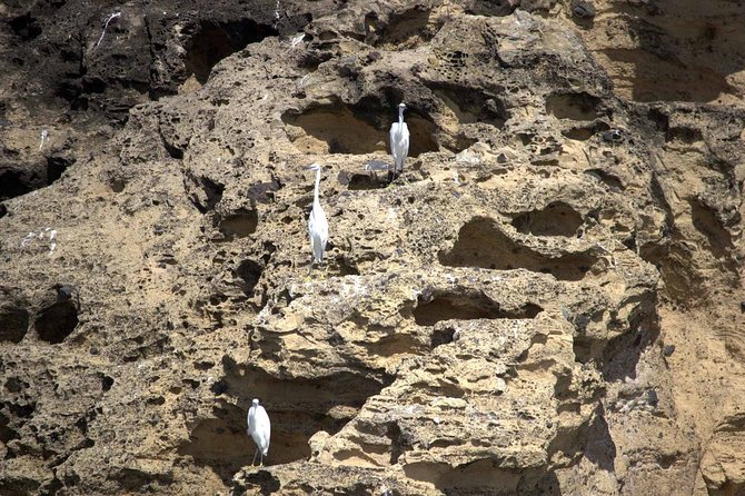Azores Marine Birdwatching Expedition w/ Biologist Guide - Who will enjoy this São Miguel expedition?