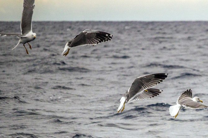 Azores Marine Birdwatching Expedition w/ Biologist Guide - My booking advice