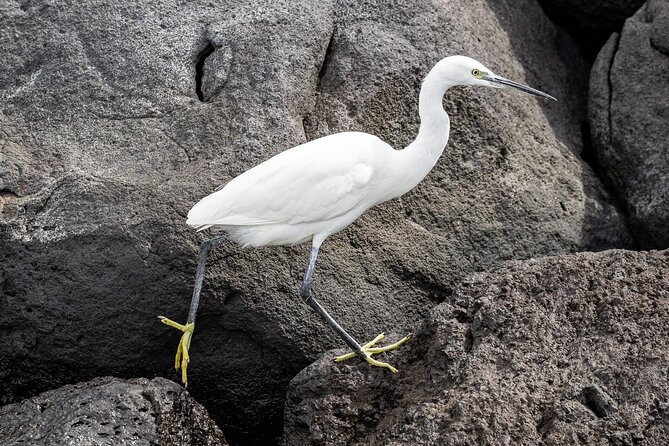Azores Marine Birdwatching Expedition w/ Biologist Guide - What the wildlife guide adds