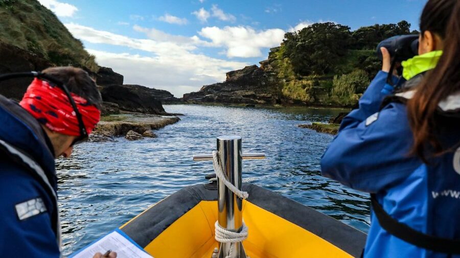 Azores: Marine Birdwatching & Islet Biologist Guided Tour - A close look at Azorean seabird country