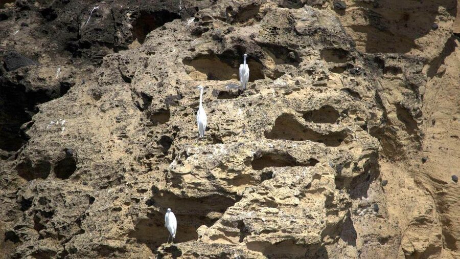 Azores: Marine Birdwatching & Islet Biologist Guided Tour - Comfort, weather, and who should book