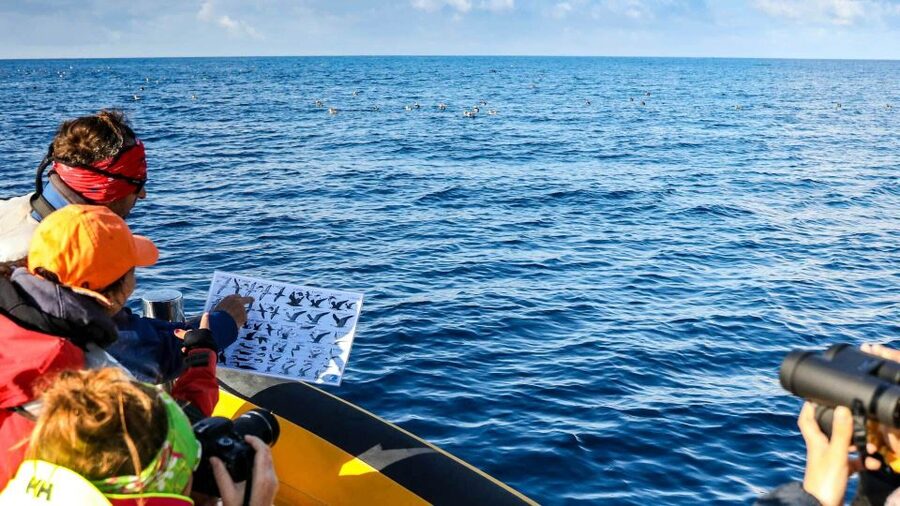 Azores: Marine Birdwatching & Islet Biologist Guided Tour - What the three-hour outing feels like