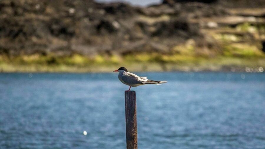Azores: Marine Birdwatching & Islet Biologist Guided Tour - Following the coast toward the islet