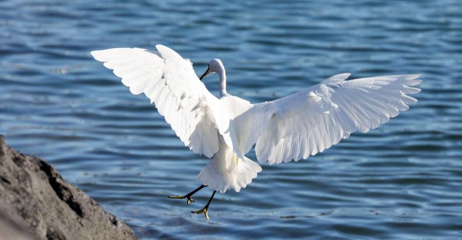 Azores: Marine Birdwatching & Islet Biologist Guided Tour - The bird species you may see