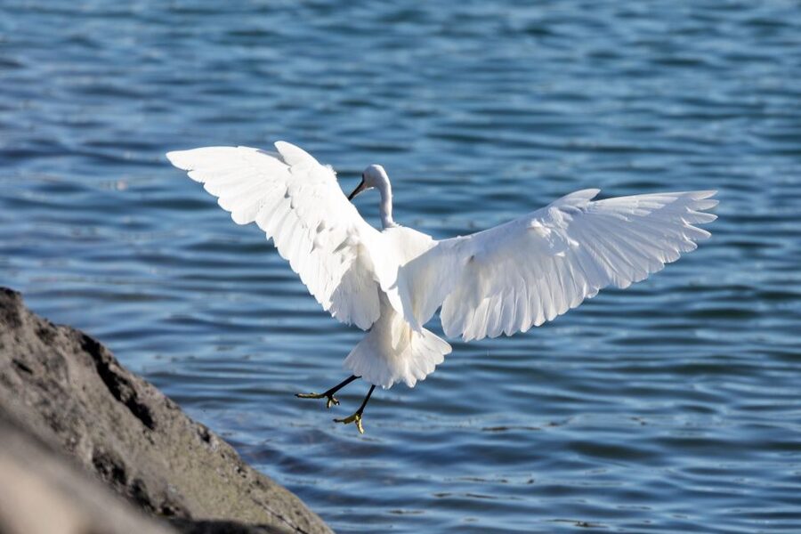 Azores: Marine Birdwatching & Islet Biologist Guided Tour - A field lesson, not just a boat ride