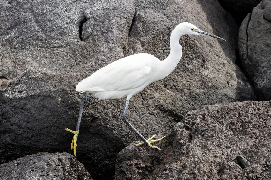 Azores: Marine Birdwatching & Islet Biologist Guided Tour - Passing Vila Franca Islet