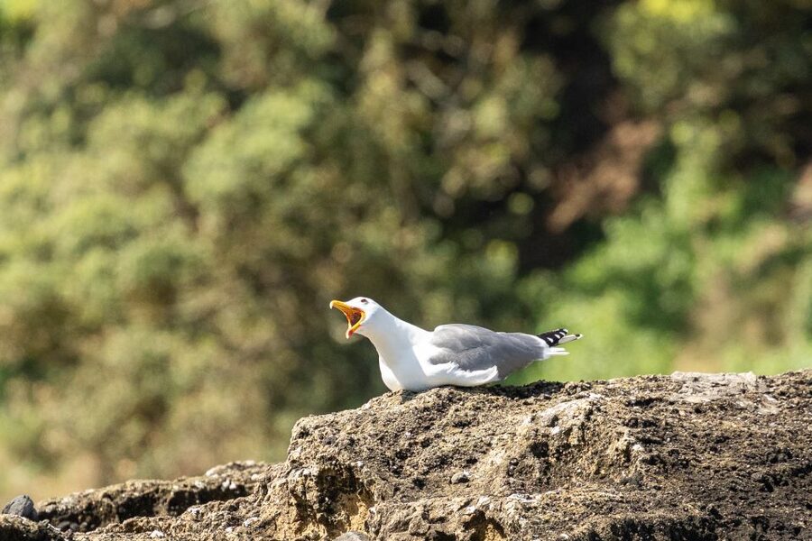 Azores: Marine Birdwatching & Islet Biologist Guided Tour - Is $68 a fair price?