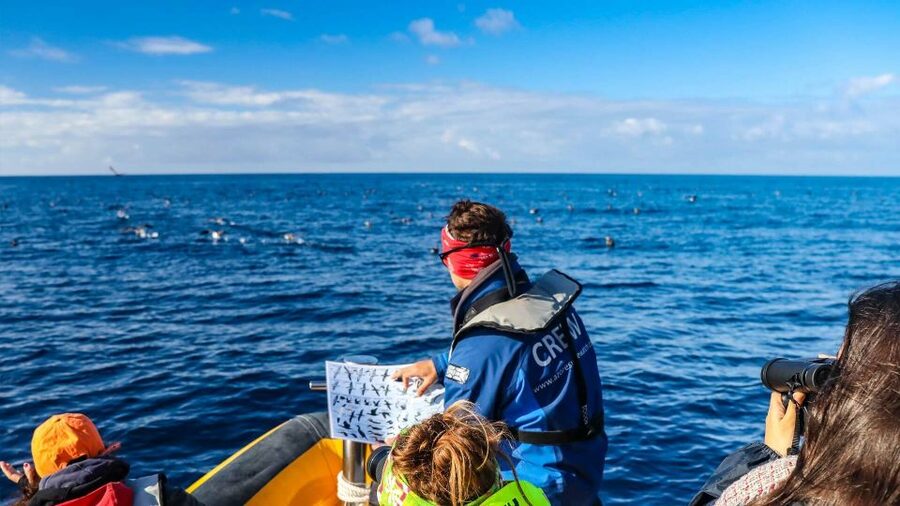 Azores: Marine Birdwatching & Islet Biologist Guided Tour - Leaving Vila Franca do Campo marina