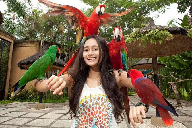 Bali Bird Park Admission Ticket with Hotel Transfer - Why the bird shows matter
