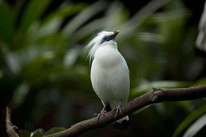 Bali Bird Park Admission Ticket with Hotel Transfer - Practical details that make the day easier