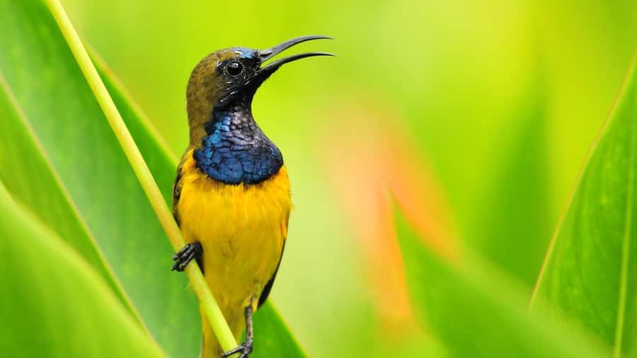 Bali: Countryside Bird Watching Tour with Hotel Transfer - Key points at a glance