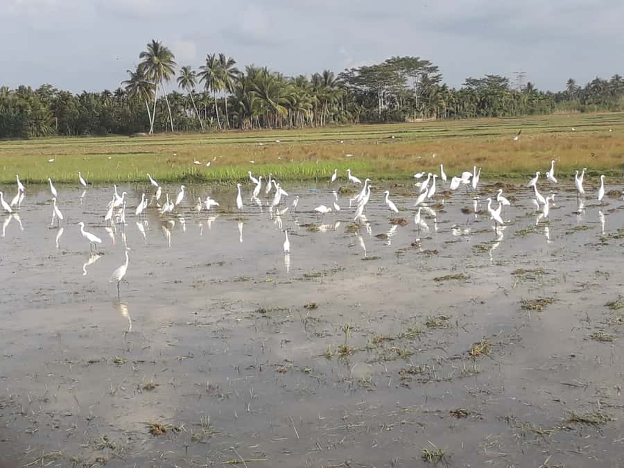 Bali: Countryside Bird Watching Tour with Hotel Transfer - What this Ubud birdwatching tour is really like