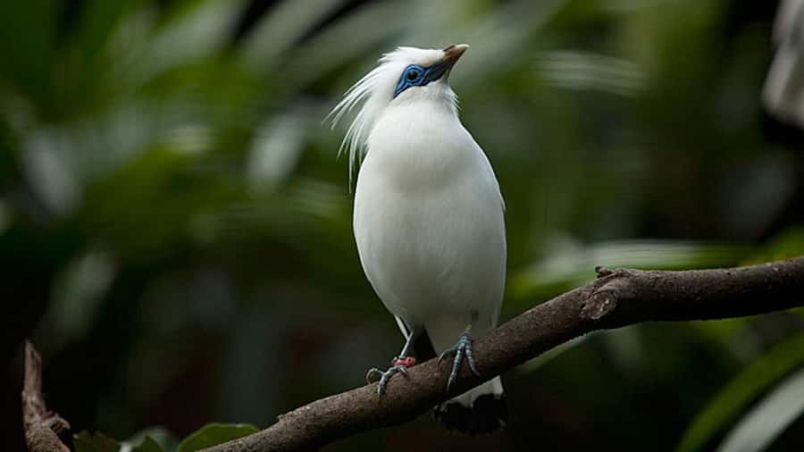 Bali: Countryside Bird Watching Tour with Hotel Transfer - Petulu Village and the white-plumed herons