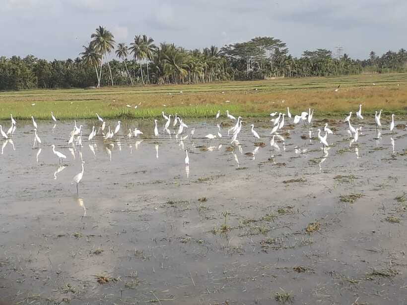 Bali: Countryside Bird Watching Tour with Hotel Transfer - Tjampuhan Ridge and the forest edge