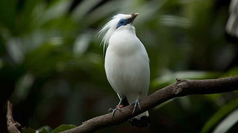 Bali: Countryside Bird Watching Tour with Hotel Transfer - The birds you may see and hear