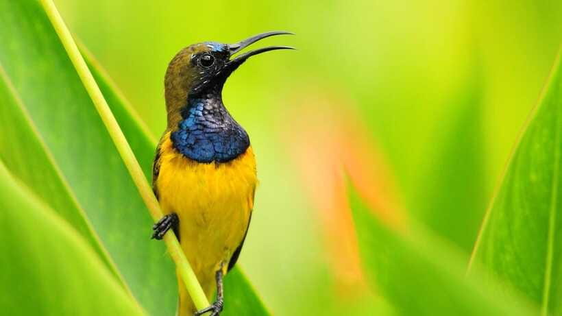 Bali: Countryside Bird Watching Tour with Hotel Transfer - Is $48 a fair price?