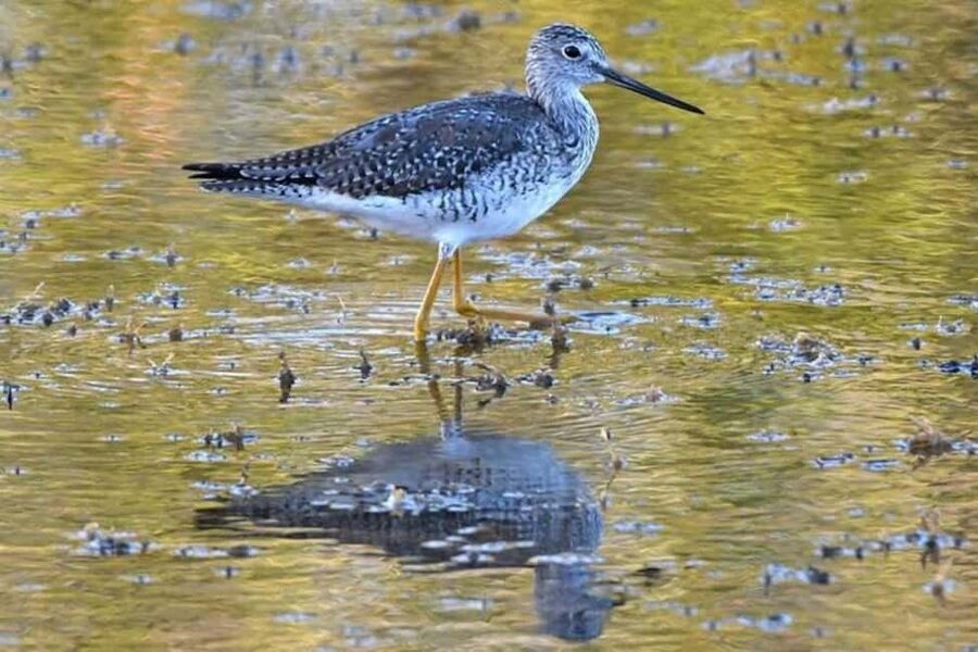 Barbados: Bird Watching Experience - Why this bird-watching route is different