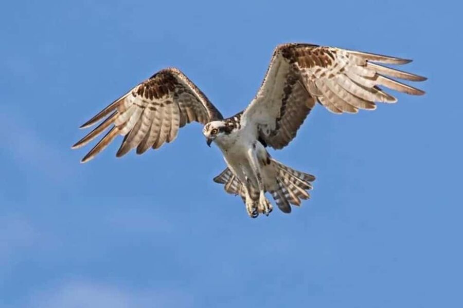 Barbados: Bird Watching Experience - Chancery Lane wetlands and the migratory route