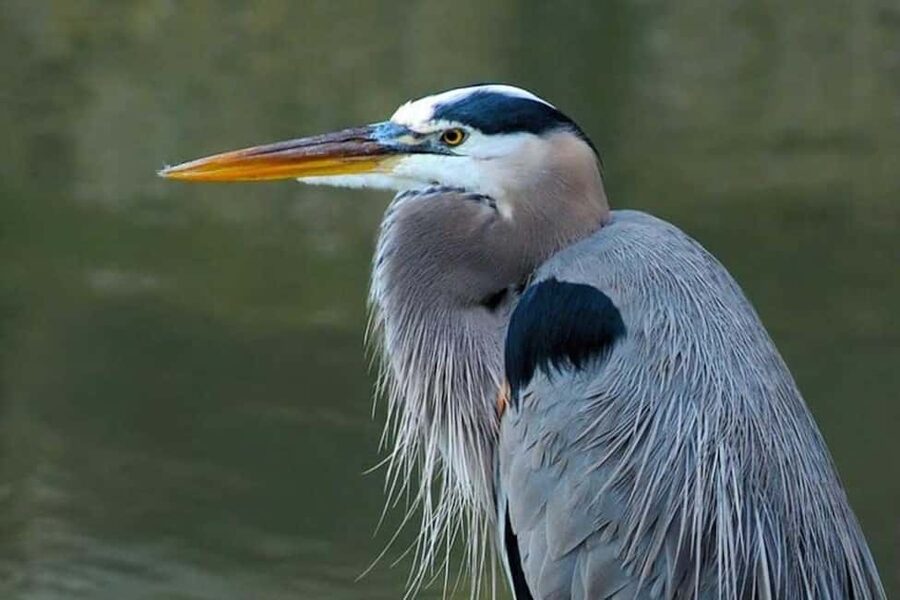 Barbados: Bird Watching Experience - What you may see along the way