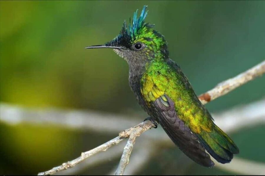 Barbados: Bird Watching Experience - What is included for the $140 price