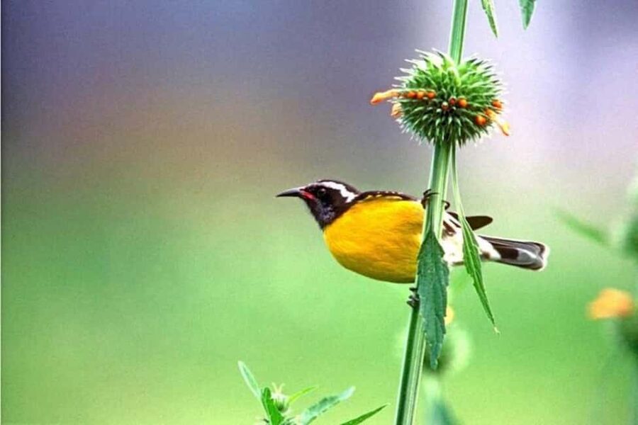 Barbados: Bird Watching Experience - Who should book this experience