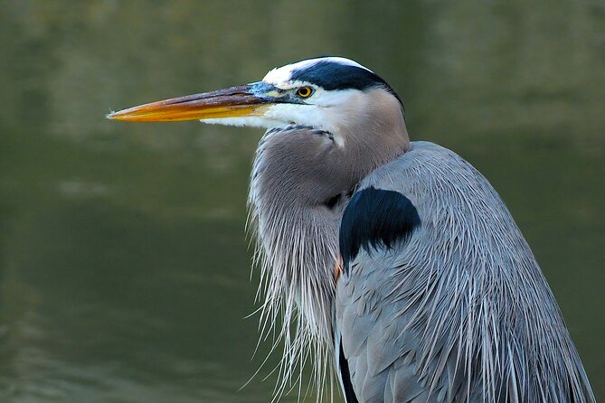 Barbados Bird Watching Experience (Transport Included) - Windward Park’s private sanctuary