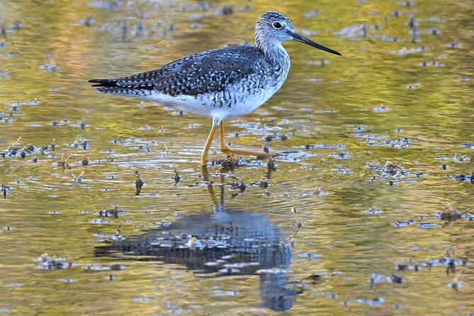 Barbados Bird Watching Experience (Transport Included) - What the $140 price really covers
