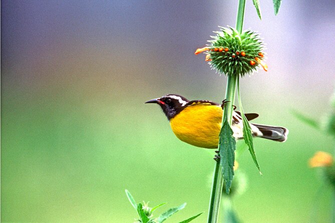 Barbados Bird Watching Experience (Transport Included) - Fitness, weather, and what to bring