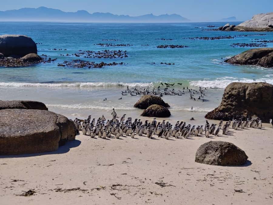 Beach Day at Boulder's Beach & Penguin watching, Half Day - Why this five-hour coastal route works