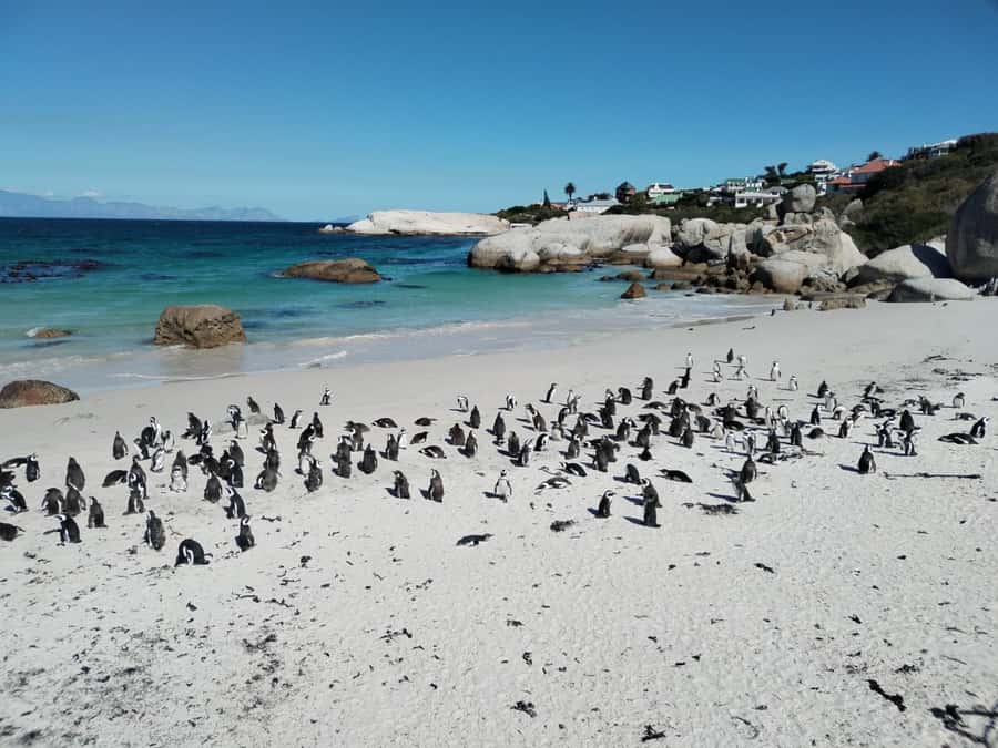 Beach Day at Boulder's Beach & Penguin watching, Half Day - Chapman’s Peak Drive above the Atlantic