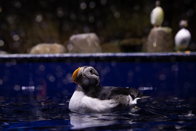 Beluga and Puffin Sanctuary Visitor Centre with Aquarium - Why the beluga sanctuary matters