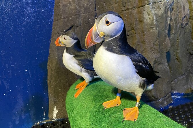 Beluga and Puffin Sanctuary Visitor Centre with Aquarium - The puffin hospital and native birds
