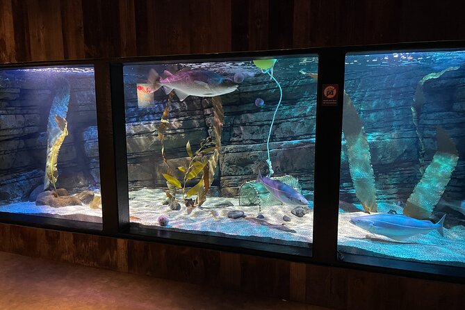 Beluga and Puffin Sanctuary Visitor Centre with Aquarium - What the 40-minute visit feels like