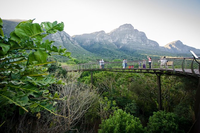 Best Cape Point/Cape of Goodhope/Penguins/Kirstenbosch - Kirstenbosch and the Boomslang walkway