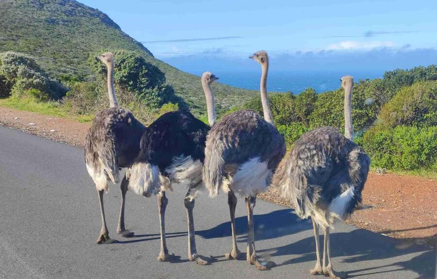 Best of Cape Private Tour Cape Point+Penguins+Table Mountain - Lunch and the afternoon penguin stop