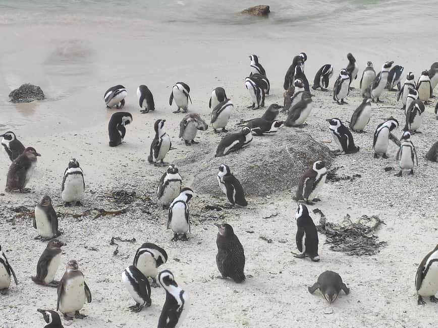 Best of Cape Private Tour Cape Point+Penguins+Table Mountain - Chapman’s Peak Drive and the road south