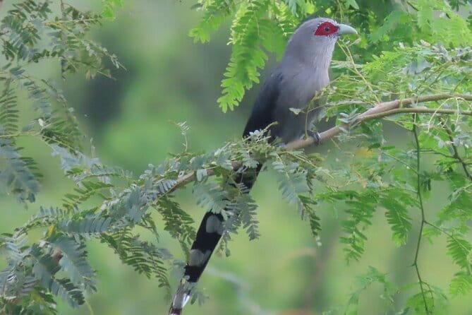 Beyond The Oudong Temple and Birdwatching in Phnom Penh - Key points at a glance