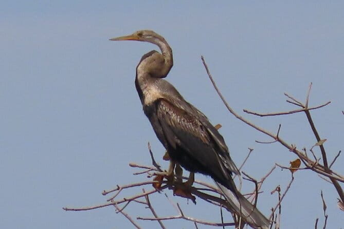 Beyond The Oudong Temple and Birdwatching in Phnom Penh - Why this Phnom Penh birding trip is different