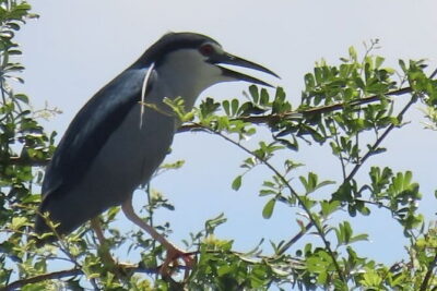 Beyond The Oudong Temple and Birdwatching in Phnom Penh