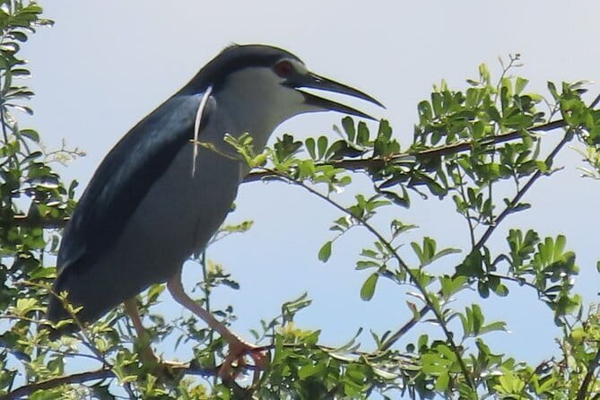 Beyond The Oudong Temple and Birdwatching in Phnom Penh - Leaving Phnom Penh before the heat