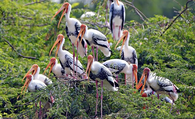 Bharatpur Bird watching & Wildlife from Delhi - Why Keoladeo Makes a Worthwhile Day Trip from Delhi