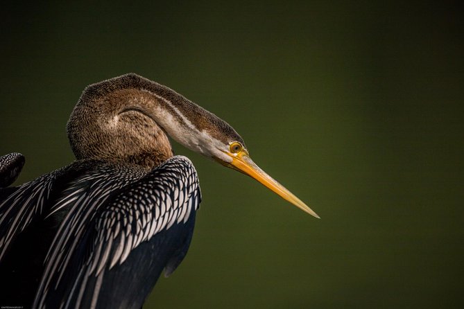 Bharatpur Bird watching & Wildlife from Delhi - Who Gets the Most Value from This Private Tour
