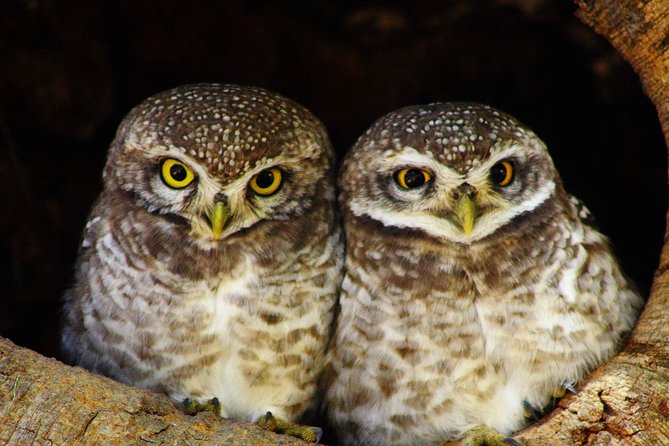 Bharatpur Bird watching & Wildlife from Delhi - Booking Details and Cancellation