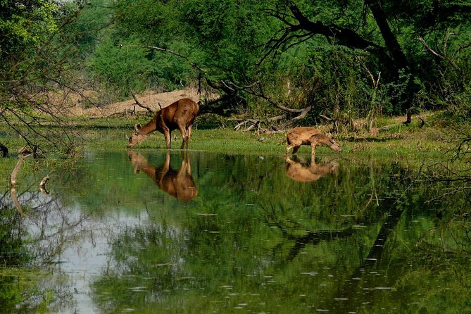 Bharatpur Birding adventure from Delhi - Three hours inside Keoladeo National Park