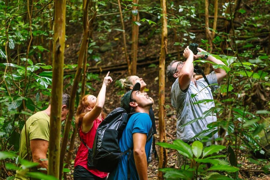 Big Island: Native Bird Watching & Hiking Tour - Key points to know before you book