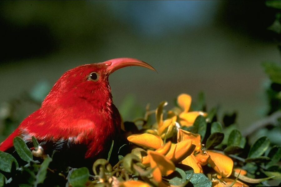 Big Island: Native Bird Watching & Hiking Tour - A 4WD Mercedes Sprinter gets you beyond the easy roads
