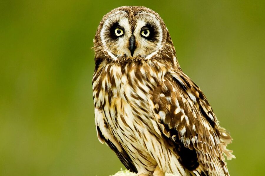 Big Island: Native Bird Watching & Hiking Tour - The forest walk can cover up to four miles