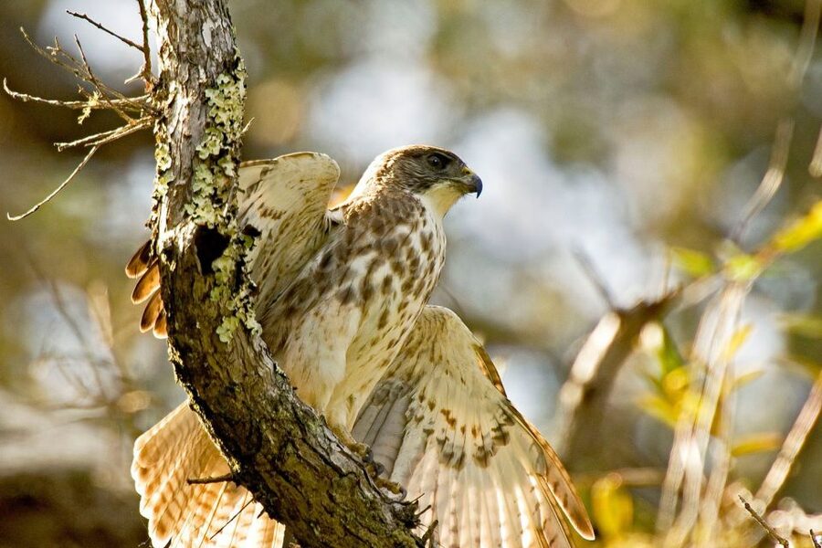 Big Island: Native Bird Watching & Hiking Tour - Is $287 a fair price for 12 hours?
