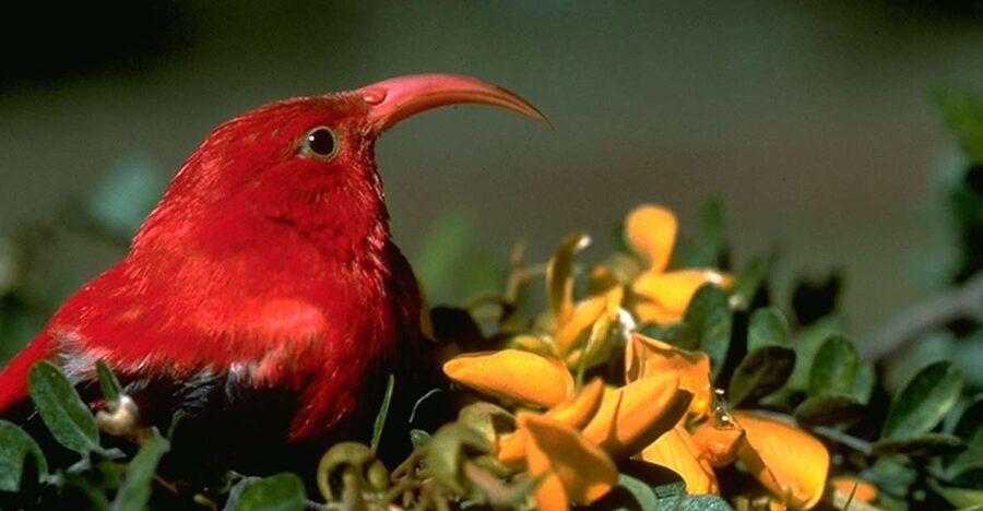 Big Island: Native Bird Watching & Hiking Tour - Who will get the most from this experience?