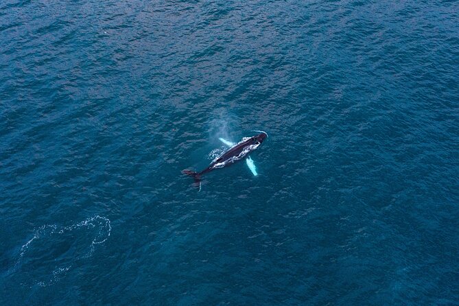Big Whales & Puffins RIB boat tour from Húsavík - Searching for whales in a bay visited by ten species